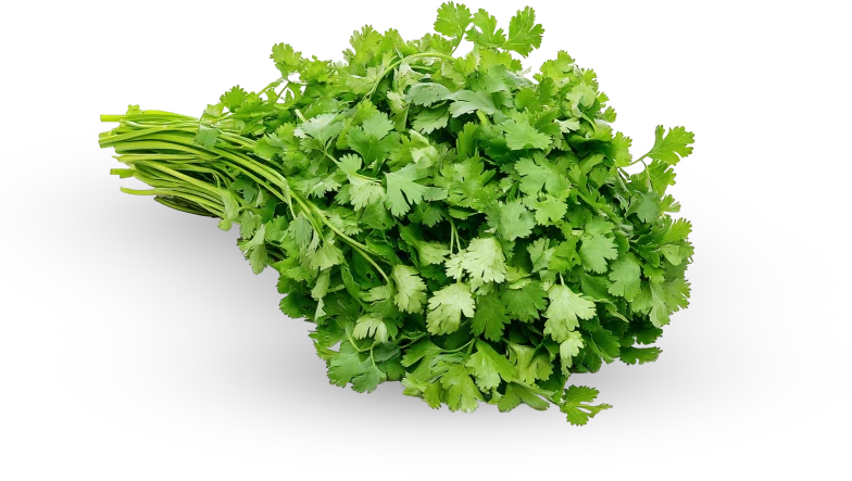 Coriander Powder