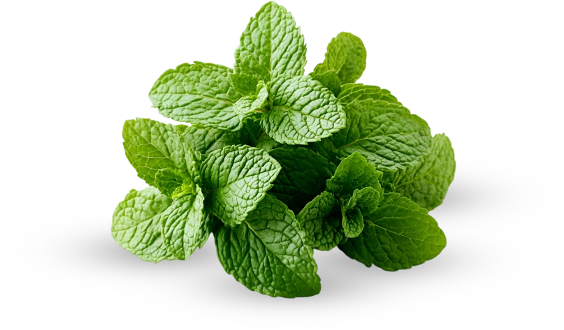 Pudina Leaf Chutney / Thokku