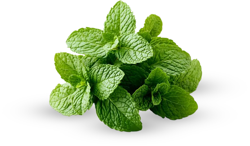 Pudina Leaf Chutney / Thokku