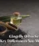 Gingelly Oil vs Sesame Oil: Key Differences You Must Know